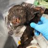 Border agents find potentially disease ridden rodent, primate meat at Detroit airport