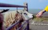Bulgaria: Strelcha Takes Precautionary Steps Against Bluetongue Disease