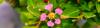 Growing Barbados Cherry in Florida