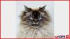 Inside the Business Model of Merlin the Mad Ragdoll