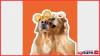 Unleashing the Business Model of Lizzie & Ally
