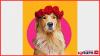 Inside the joyful business model of Sunday the Golden Retriever