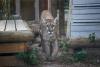 UCF Researcher Helps Confirm Genetic Restoration Success for Florida Panthers