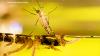 Stanford scientists believe climate change expanding range of disease-carrying mosquitos