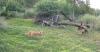 Close encounters: Coyotes move in