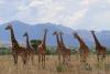 How many giraffe species are in Africa? New scientific analysis quadruples the count