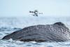 How scientists are using drones to study sperm whales