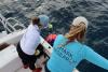 Satellite tags reveal more of sharks’ secret lives