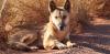 Dingoes are not domestic dogs – new evidence shows these native canines are on their own evolutionary path
