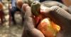 Forager Project Launches The Cashew Project: A First-of-Its-Kind Multi-Year Initiative Supporting Cashew Farmers in Côte d'Ivoire