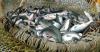 Kyrgyzstan to impose moratorium on fishing commercial, endangered species