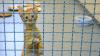 Animal abandonment in Luxembourg: Cats more affected than dogs, but no clear national figures