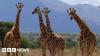 Three more species of giraffe than previously thought, scientists say