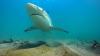 Florida’s ocean economy depends on science | Column