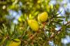 Scientists Unlock the Full Genome of Morocco’s Endangered Argan Tree