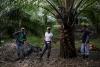 Exclusive-India snaps up steeply discounted palm oil from Colombia, Guatemala