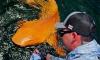 Costa Rica Anglers Catch Rare Orange and Albino Nurse Shark