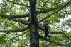 Urban nest boxes will help save endangered cockatoos