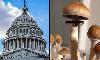 U.S. Senate Committee To Hold Hearing On Benefits Of Psychedelics For Military Veterans