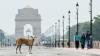 India's top court halts stray dog removals in New Delhi