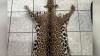 Belize City Woman Arrested for Possessing Jaguar Pelt