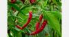 Wet North Carolina conditions challenge chile pepper growing