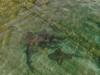 New Tool to Track Shark Movement in Santa Elena Bay Costa Rica