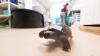 Sanibel's CROW facility treats wildlife species from across SW Florida