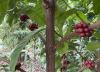 Study Says Liberica and Excelsa Are Separate Species with Implications for Cultivation