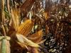 Missouri crops get timely rain as corn nears harvest