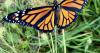 Ocean Views - Community Science: Monarch Butterfly Walk