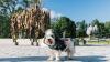 First-ever sightseeing tour for dogs launches in Finland – complete with a trip to dog-friendly island