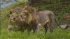 MEA extends privileges under UN Act to International Big Cat Alliance