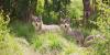 Colorado lawmakers redirect funds from gray wolf reintroduction towards healthcare