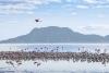 Controversial mining project in Tanzania’s Lake Natron halted
