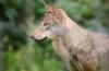 Boar cull in Estonia will not upset ecological balance, official says