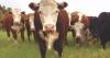 Georgia lawmaker says he may push for state verification of farmers’ grass-fed beef claims