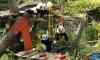 Second pair of Germany-born panda twins celebrate 1st birthday