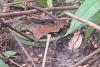 Cambodian soldiers spotted planting landmine inside Thai territory
