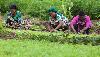Kano women to boost food production through climate smart agric training