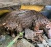 Smuggling scales, killing nature: Uncovering illegal trafficking, trade of pangolins in Nigeria