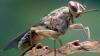 WHO declares Kenya free of deadly sleeping sickness after decades