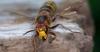 Finland sees summer spike in hornet populations
