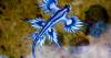 Tourists fined for ignoring bans as deadly 'blue dragons' invade Spanish holiday hotspot