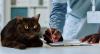 This One Cat in Florida is a Virus-Discovering Machine for Scientists