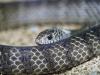Black mambas carry a record of pollution in their scales