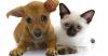 Colorado Springs pet related information and events starting Aug. 23
