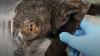 Detroit Border Protection Agents Seize 52 lbs of Monkey Meat from Passenger Traveling from Africa