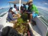 Leyte rolls out science-driven revival of seaweed industry