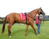 Red Route One To Enter Stud in Argentina In 2026
